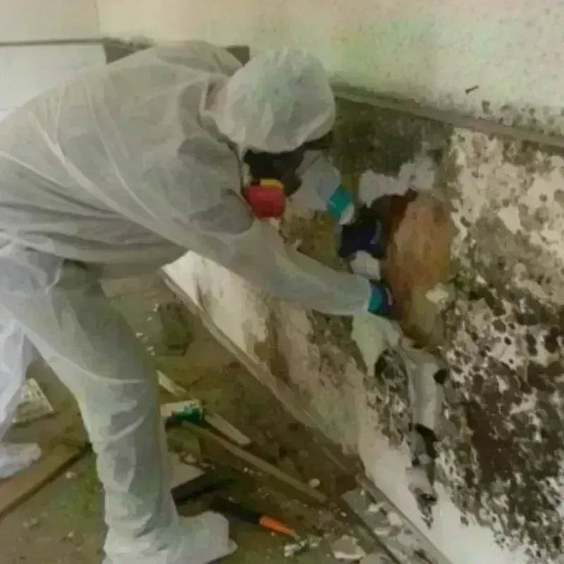 Mold Remediation and Removal in Condon, TN